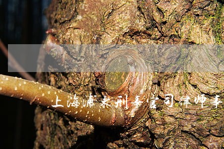 上海浦东刑事官司律师事务所