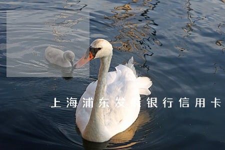 上海浦东发展银行信用卡逾期