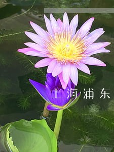上海浦东新三板律师收费标准 上海浦东新三板律师收费标准