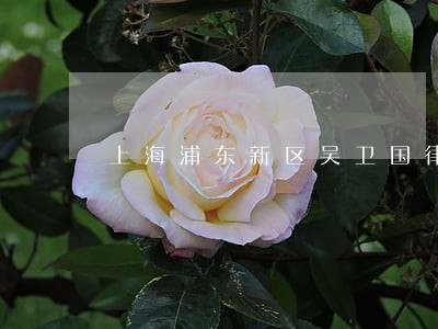 上海浦东新区吴卫国律师观点 上海浦东新区吴卫国律师观点