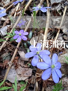 上海浦东新区惠南镇法律咨询 上海浦东新区惠南镇法律咨询