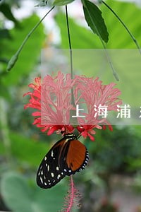 上海浦东机场海关律师咨询