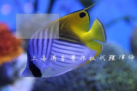 上海浦东著作权代理律师多少钱 上海浦东著作权代理律师多少钱