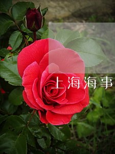 上海海事法院天涯