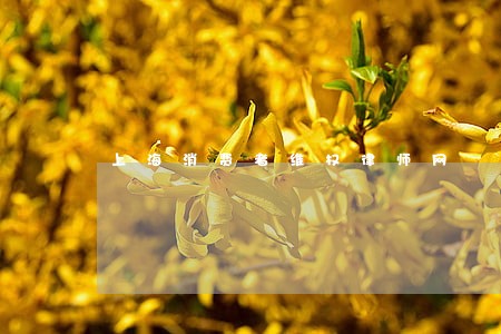 上海消费者维权律师网 上海消费者维权律师网