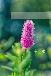上海电子合同纠纷律师 上海电子合同纠纷律师