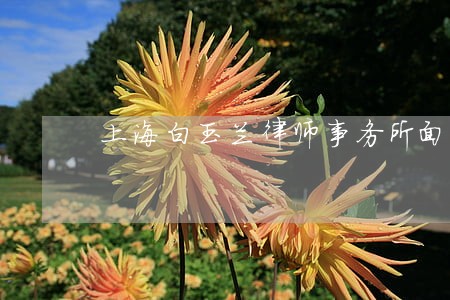 上海白玉兰律师事务所面试经验