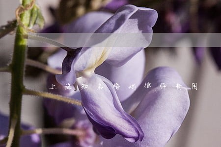 上海知名婚姻律师费用 上海知名婚姻律师费用
