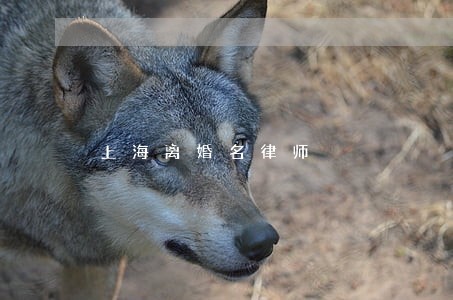 上海离婚名律师 上海离婚名律师