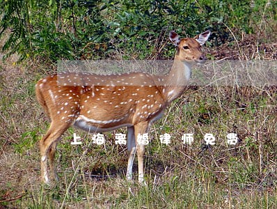 上海离婚律师免费 上海离婚律师免费