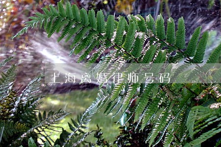 上海离婚律师号码 上海离婚律师号码
