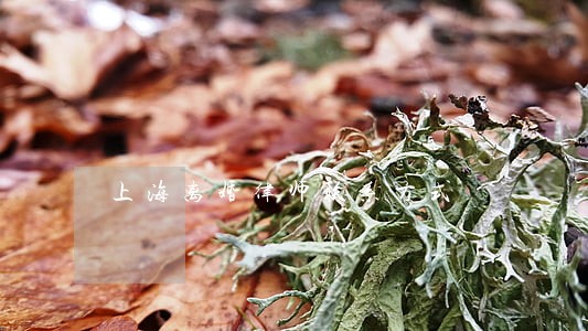 上海离婚律师联系方式 上海离婚律师联系方式