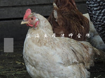 上海离婚律师金牌 上海离婚律师金牌