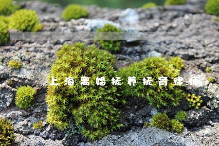 上海离婚抚养抚育律师 上海离婚抚养抚育律师