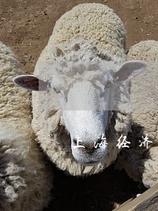 上海经济纠纷律师免费咨询 上海经济纠纷律师免费咨询