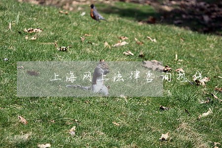 上海网上法律咨询热线 上海网上法律咨询热线