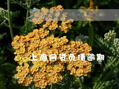 上海网贷负债逾期 上海网贷负债逾期