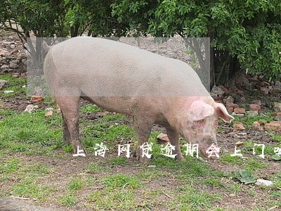 上海网贷逾期会上门吗 上海网贷逾期会上门吗