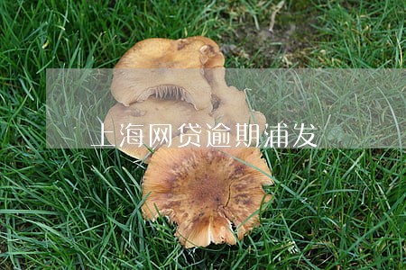 上海网贷逾期浦发 上海网贷逾期浦发