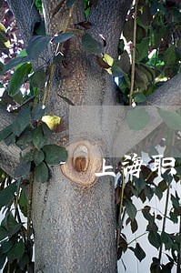 上海职务犯罪律师咨询 上海职务犯罪律师咨询