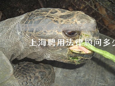 上海聘用法律顾问多少钱