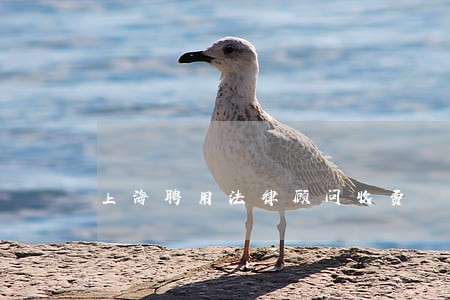 上海聘用法律顾问收费