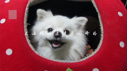 上海聘请法律顾问价格 上海聘请法律顾问价格