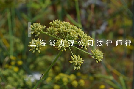 上海能力强公司法律师律所办事快 上海能力强公司法律师律所办事快