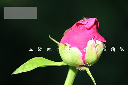 上海虹口债务律师咨询服务 上海虹口债务律师咨询服务