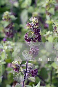 上海虹口辩护大律师所