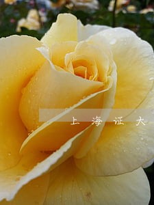 上海证大财富公司逾期一天催收