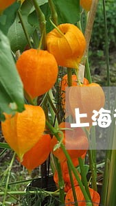 上海诈骗案件律师介绍 上海诈骗案件律师介绍