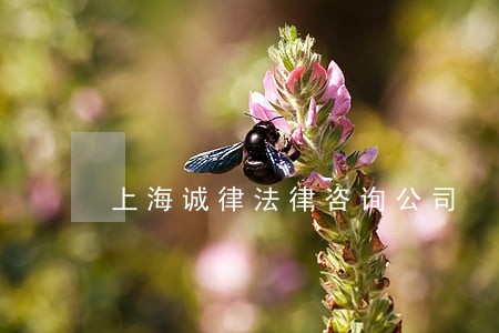 上海诚律法律咨询公司 上海诚律法律咨询公司