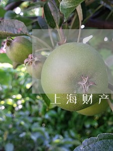 上海财产纠纷法律咨询 上海财产纠纷法律咨询