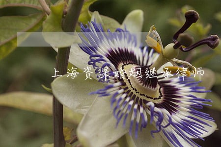 上海资深婚姻继承律师 上海资深婚姻继承律师