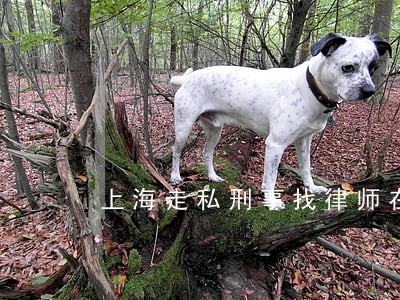 上海走私刑事找律师在线咨询 上海走私刑事找律师在线咨询