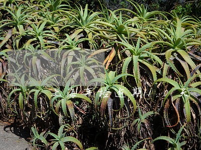 上海车检逾期10天