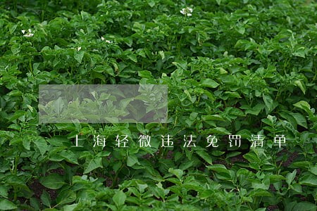 上海轻微违法免罚清单 上海轻微违法免罚清单