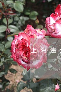 上海违法举报多久能审核通过