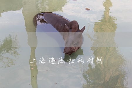 上海违法扫码付钱