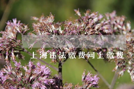上海违法缴费网上缴费 上海违法缴费网上缴费