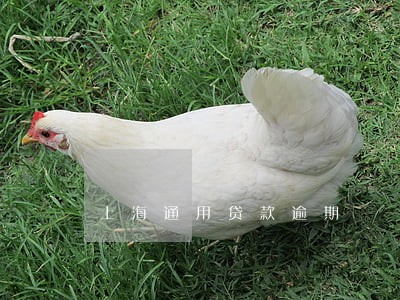 上海通用贷款逾期 上海通用贷款逾期