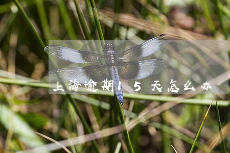 上海逾期15天怎么办 上海逾期15天怎么办
