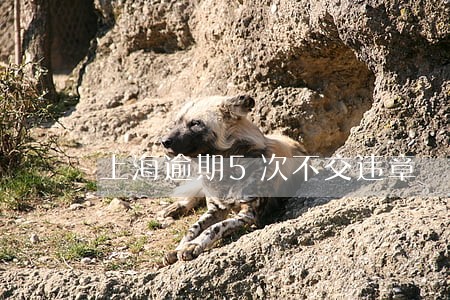 上海逾期5次不交违章