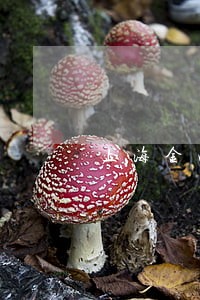 上海金山法院裁判文书