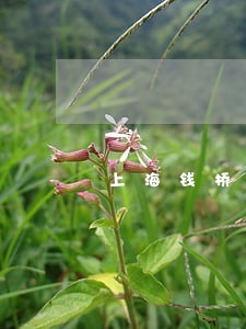 上海钱桥养老院法院竞拍公告 上海钱桥养老院法院竞拍公告