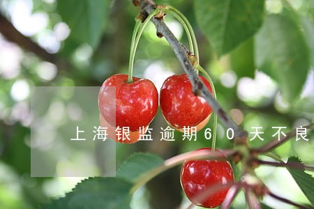 上海银监逾期60天不良 上海银监逾期60天不良