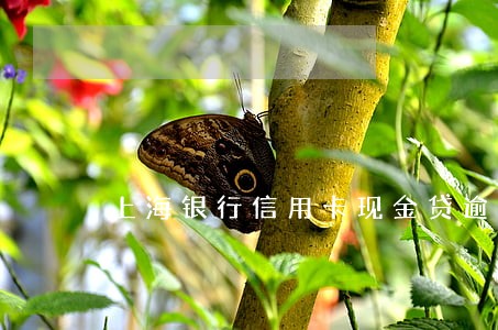 上海银行信用卡现金贷逾期 上海银行信用卡现金贷逾期
