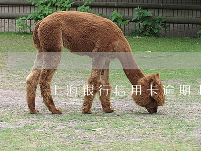 上海银行信用卡逾期上诉 上海银行信用卡逾期上诉