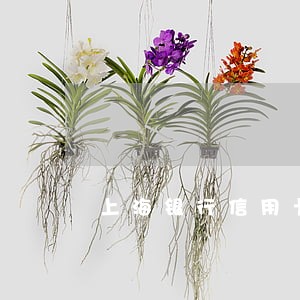 上海银行信用卡逾期不打电话 上海银行信用卡逾期不打电话